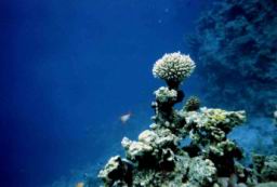 red sea10