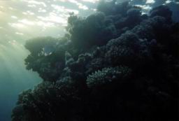 red sea14