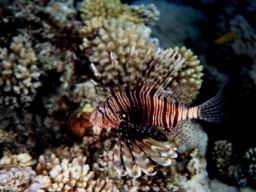 red sea18