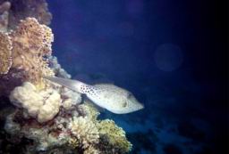 red sea19